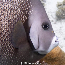 Gray angelfish inviting me for a swim by Michele Kelly 